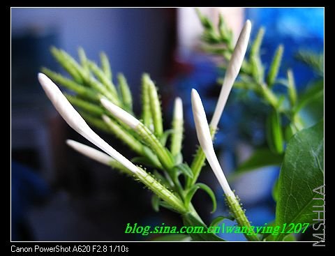 nEO_IMG_8,15��ѩ 009.jpg