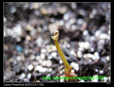 nEO_IMG_8,10��ѩ 061.jpg