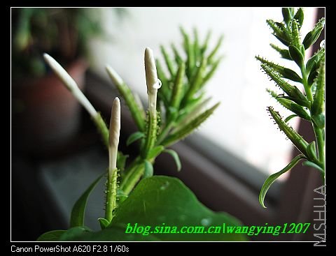 nEO_IMG_8,15��ѩ 006.jpg