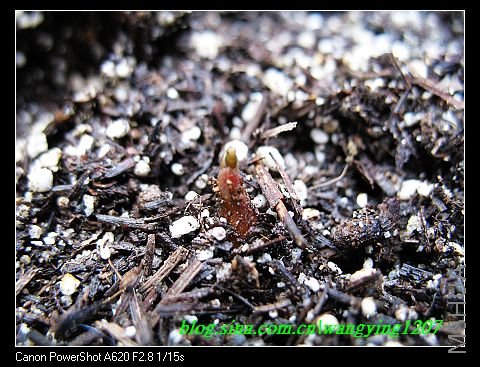 nEO_IMG_8,10��ѩ 043.jpg