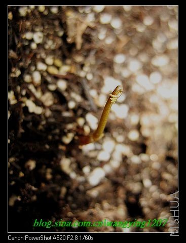 nEO_IMG_8,10��ѩ 064.jpg