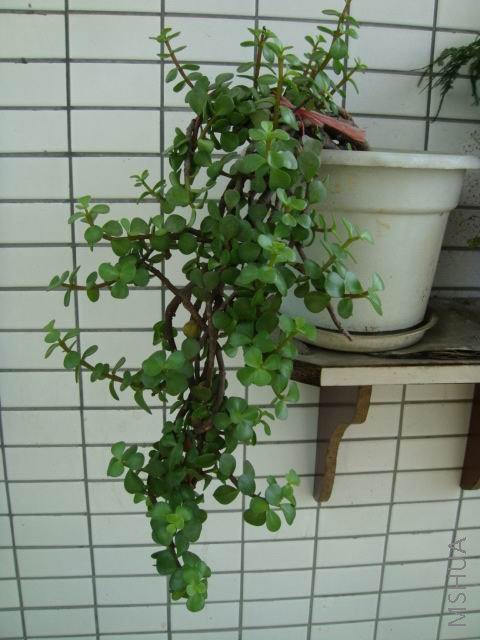 DSC00058.JPG