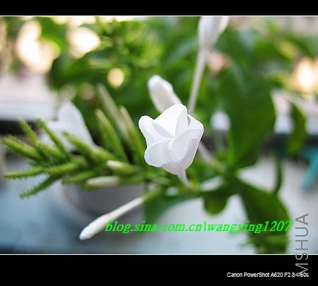 nEO_IMG_8,16��ѩ 002.jpg