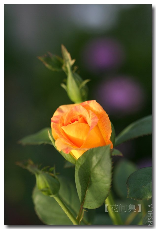 IMG_3166 ����.jpg