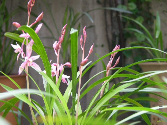 DSCN2531.JPG