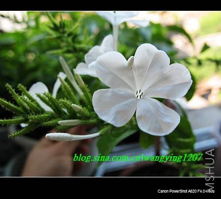 nEO_IMG_8,16��ѩ2 006.jpg