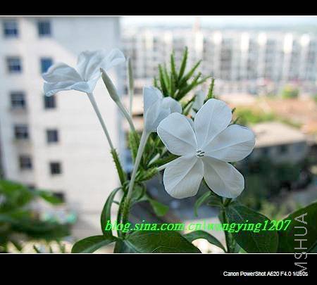 nEO_IMG_8,16��ѩ2 008.jpg