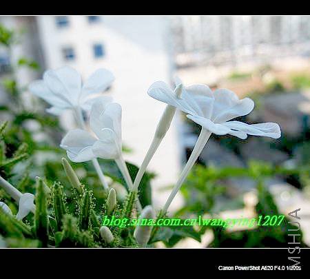 nEO_IMG_8,16��ѩ2 012.jpg