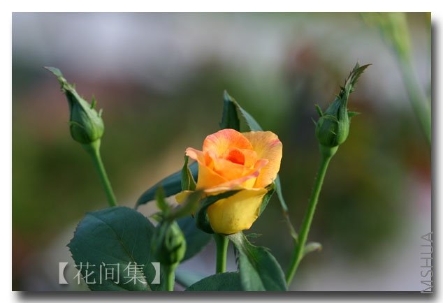 IMG_3153 ����.jpg