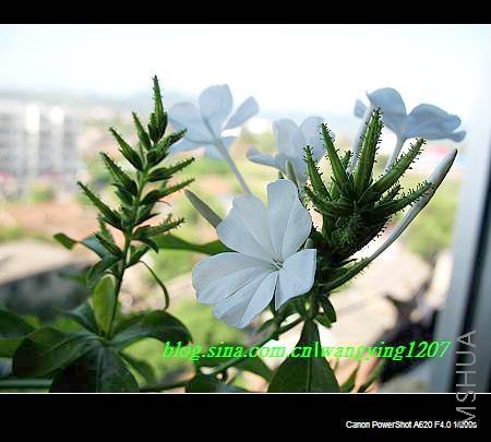 nEO_IMG_8,16��ѩ2 004.jpg