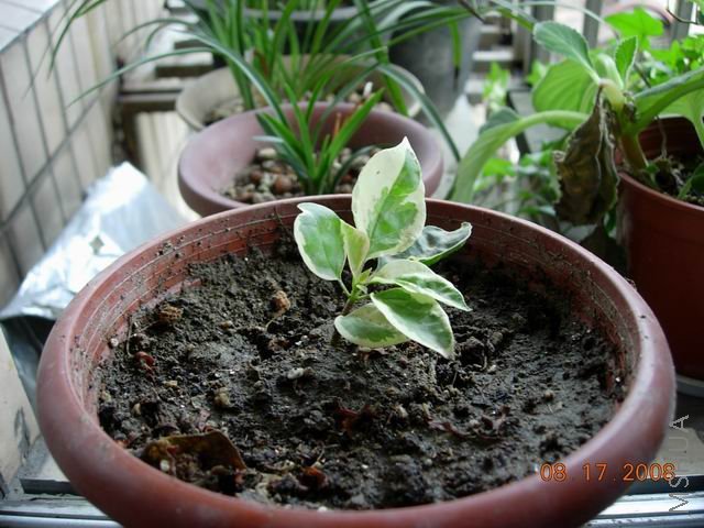 ������С DSCN1970.jpg