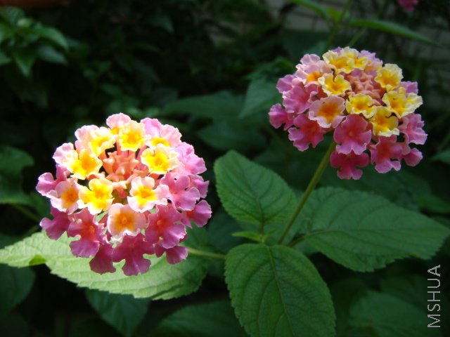 DSC00054.JPG