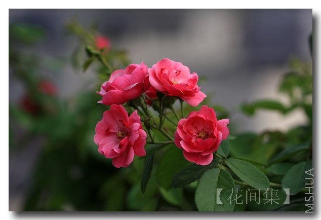 IMG_0585 ����.jpg