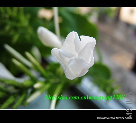 nEO_IMG_8,16��ѩ 013.jpg