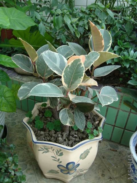 DSC00057.JPG