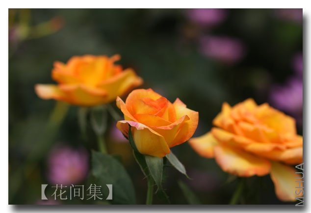 IMG_9504 ����.jpg