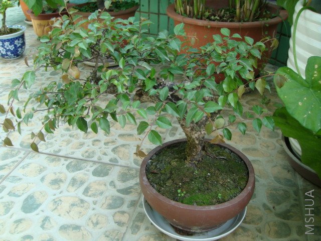 DSC00056.JPG