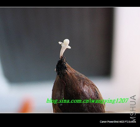 nEO_IMG_8,16��ѩ3 006.jpg