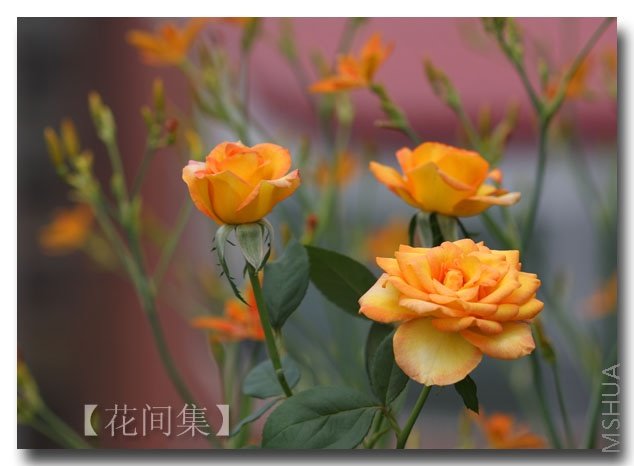 IMG_9492 ����.jpg