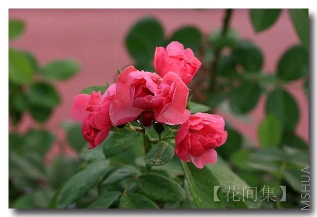 IMG_1278 ����.jpg