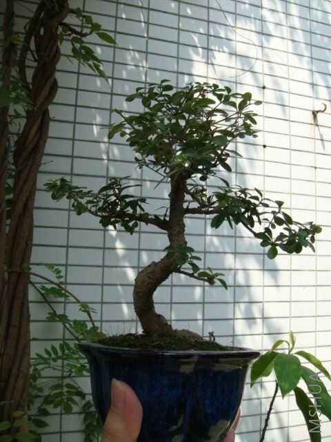 DSC00044.JPG