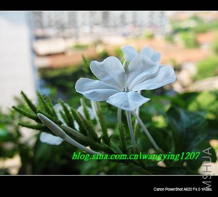 nEO_IMG_8,16��ѩ2 009.jpg