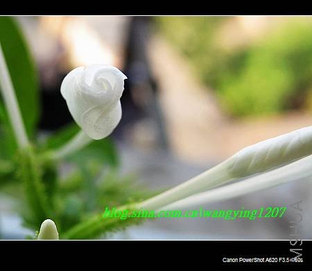 nEO_IMG_8,16��ѩ 011.jpg