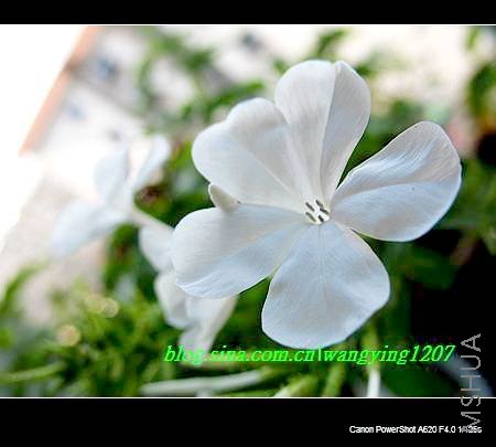 nEO_IMG_8,16��ѩ2 015.jpg