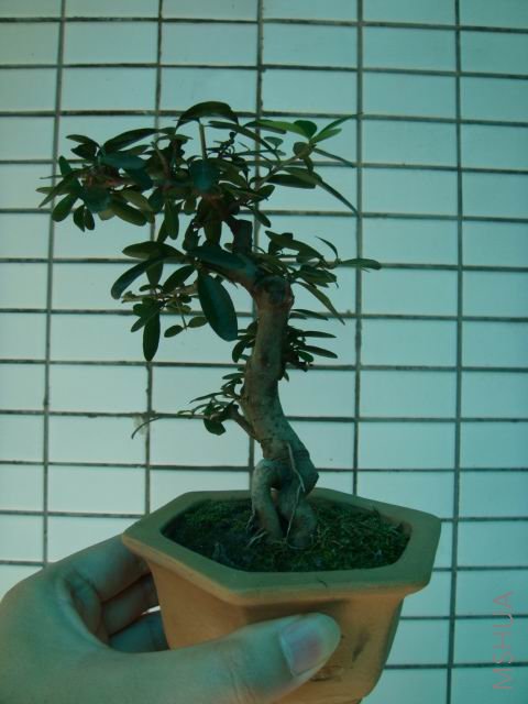 DSC00045.JPG