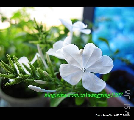 nEO_IMG_8,16��ѩ2 002.jpg