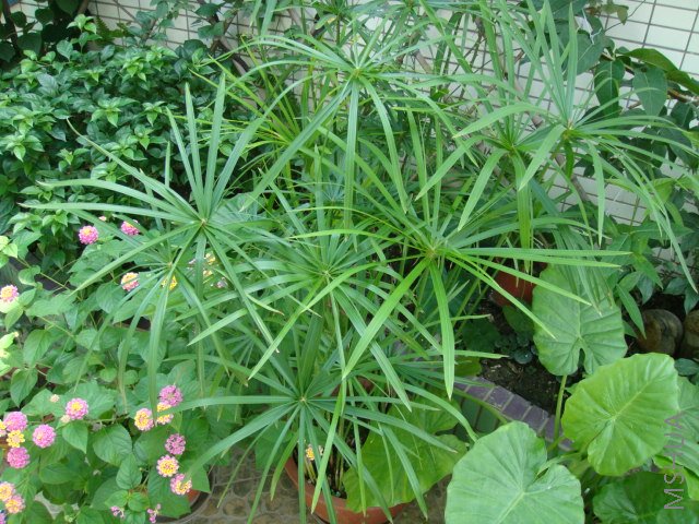 DSC00055.JPG