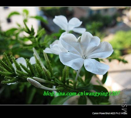 nEO_IMG_8,16��ѩ2 010.jpg