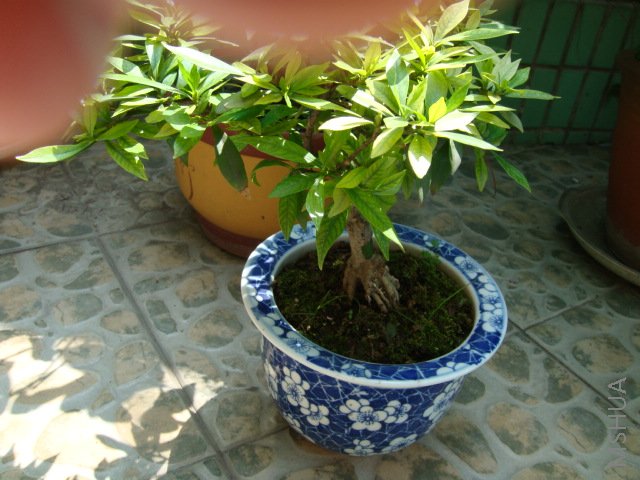 DSC00052.JPG