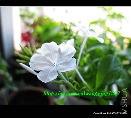 nEO_IMG_8,16��ѩ2 001.jpg