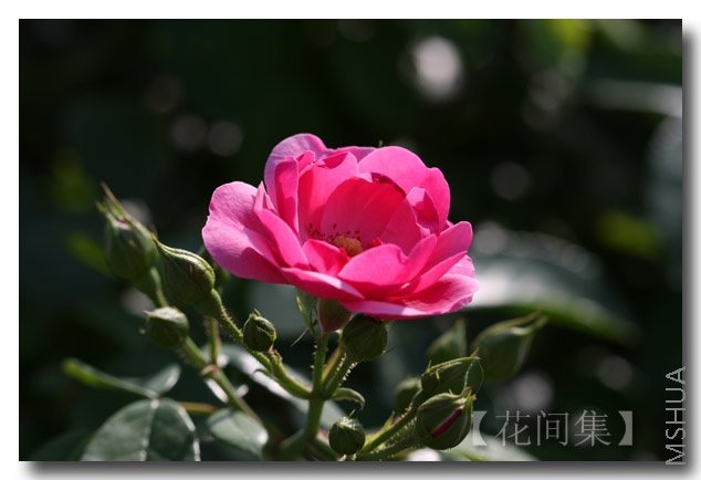 IMG_0403 ����.jpg