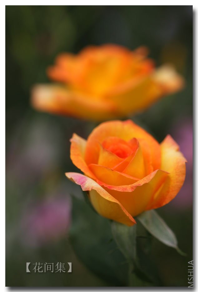 IMG_9503 ����.jpg