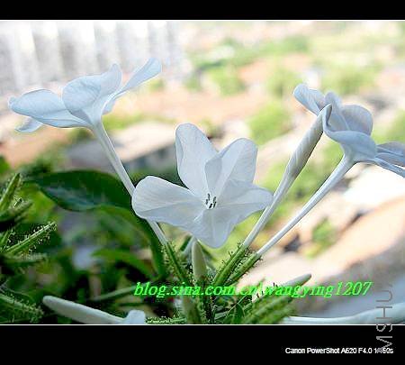 nEO_IMG_8,16��ѩ2 013.jpg