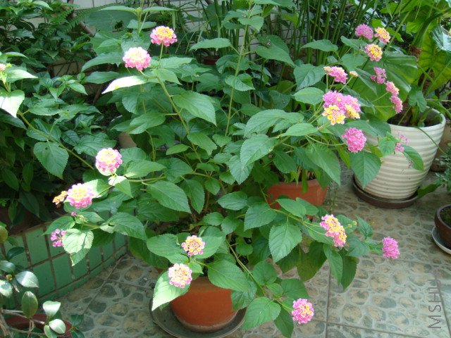 DSC00053.JPG