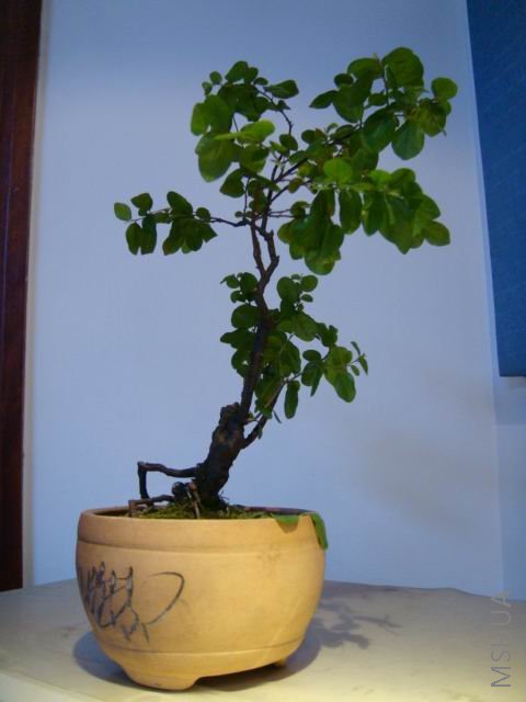 DSC00028.JPG