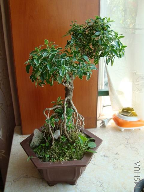 DSC00039.JPG