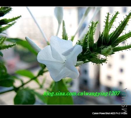 nEO_IMG_8,16��ѩ 004.jpg