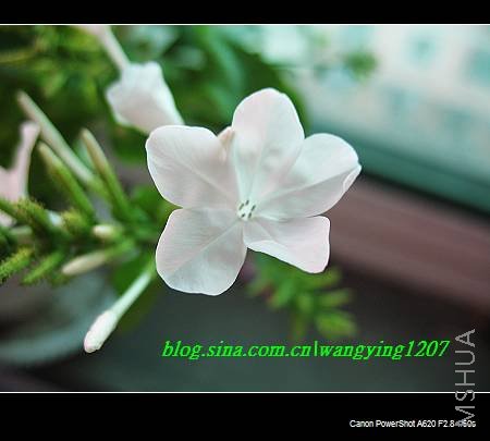 nEO_IMG_8,16��ѩ 030.jpg