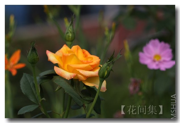 IMG_9290 ����.jpg