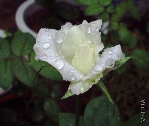IMG_0235.JPG