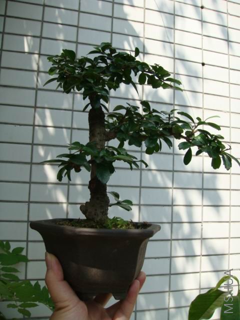 DSC00047.JPG