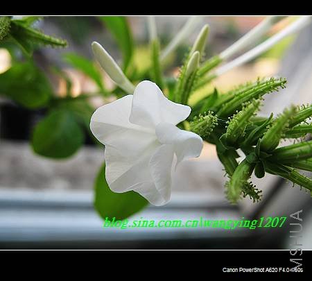 nEO_IMG_8,16��ѩ 012.jpg