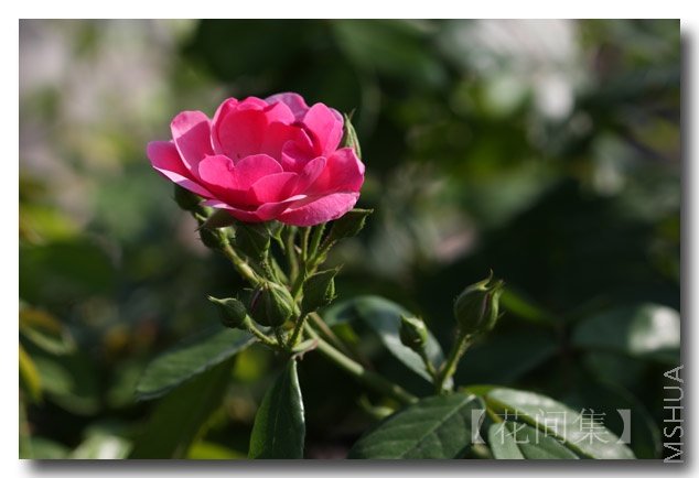 IMG_0402 ����.jpg