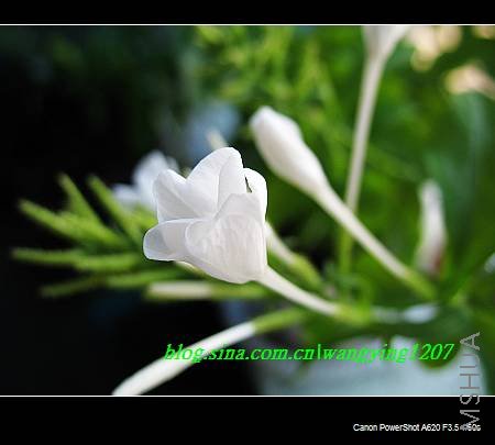 nEO_IMG_8,16��ѩ 008.jpg