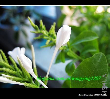 nEO_IMG_8,16��ѩ 003.jpg