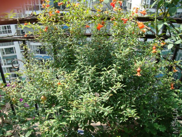 DSC00060.JPG